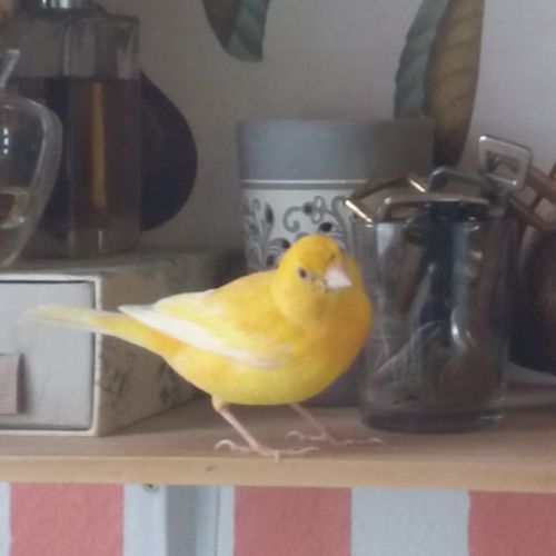 Канарейка