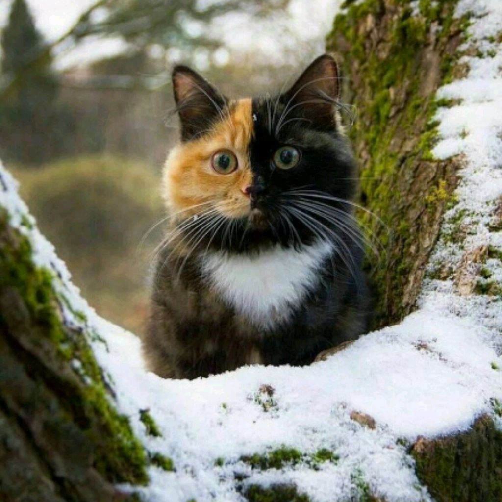 Профиль квд🐾