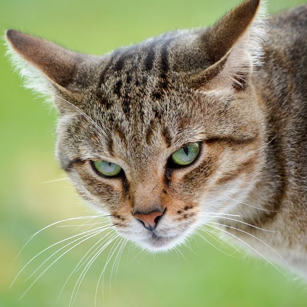 Кот