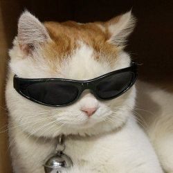 В Е Р О Н И К А