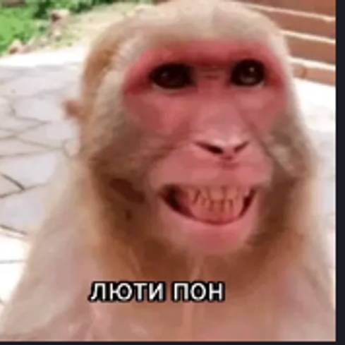 Бибизяна