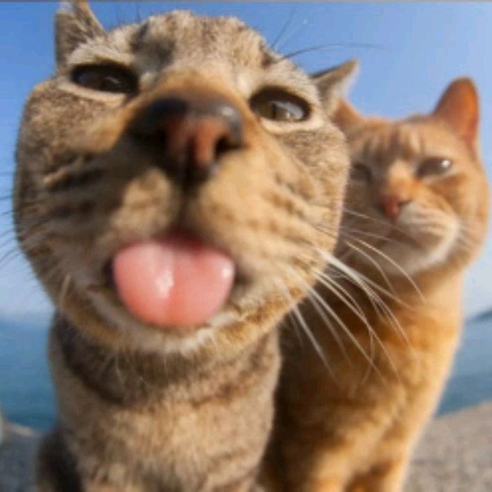 Worldcat
