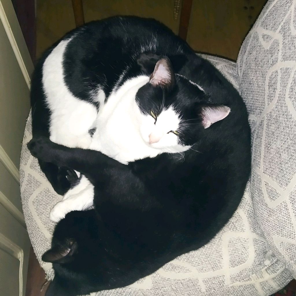 Кот