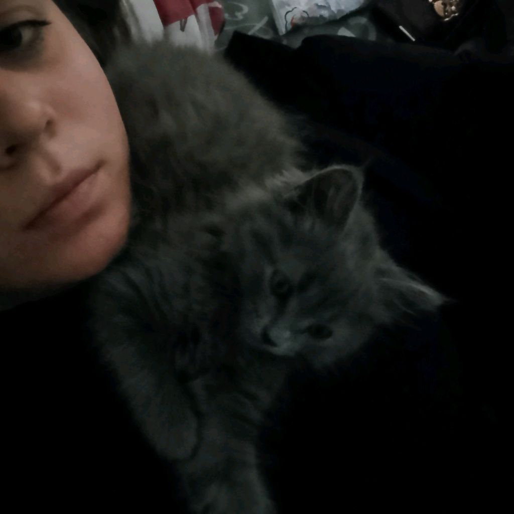 Lollichok 🐈