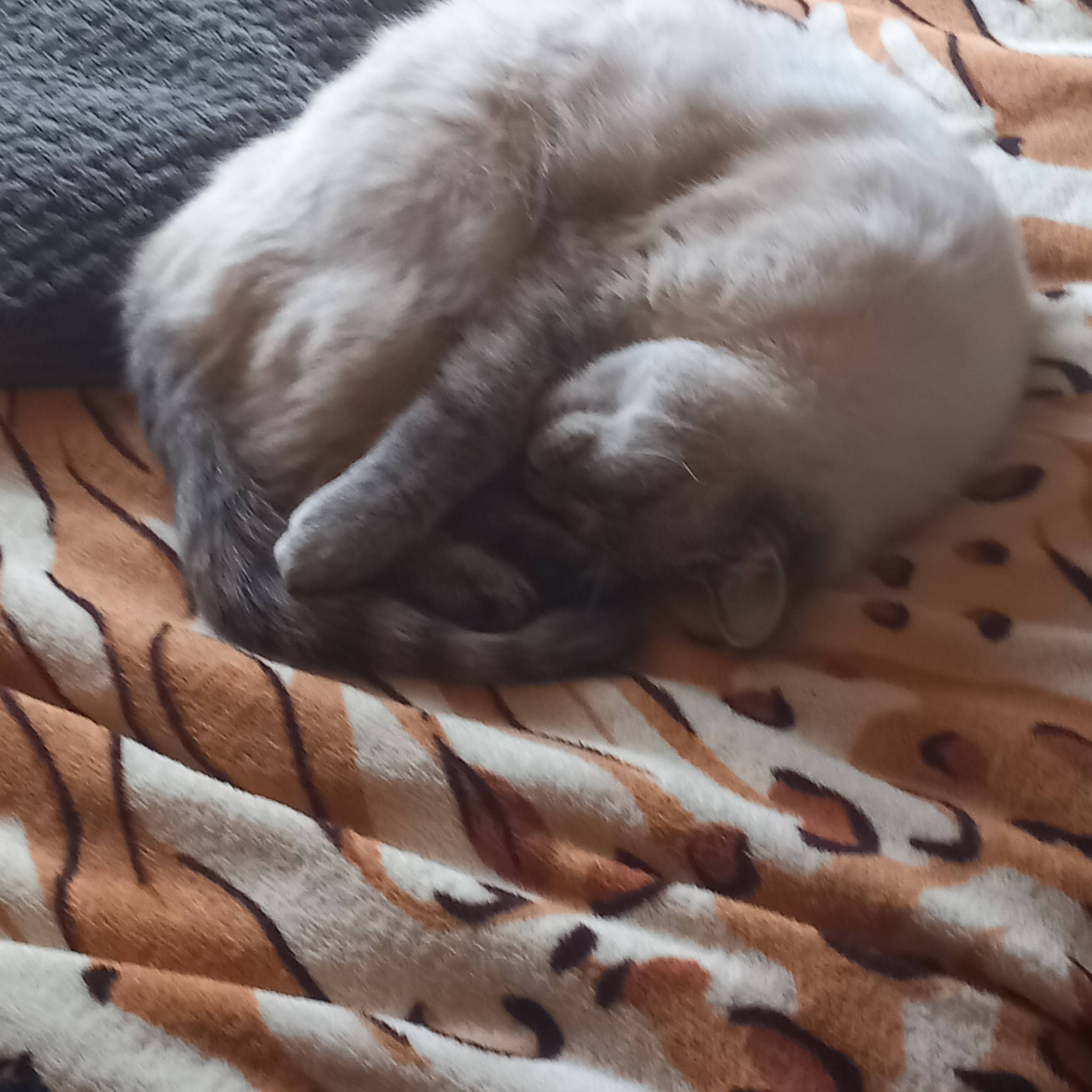 Милый котик