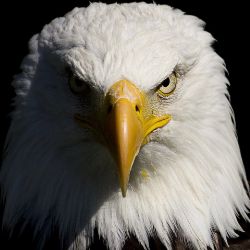 Aquila