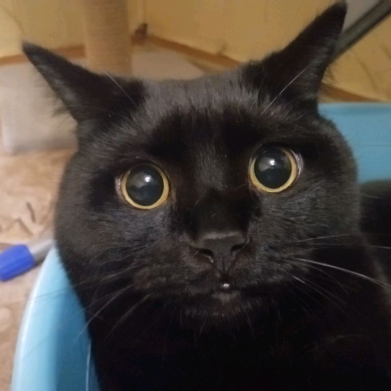 Кот Алексей