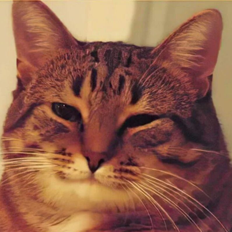 Villigut
