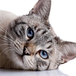 Котамульт