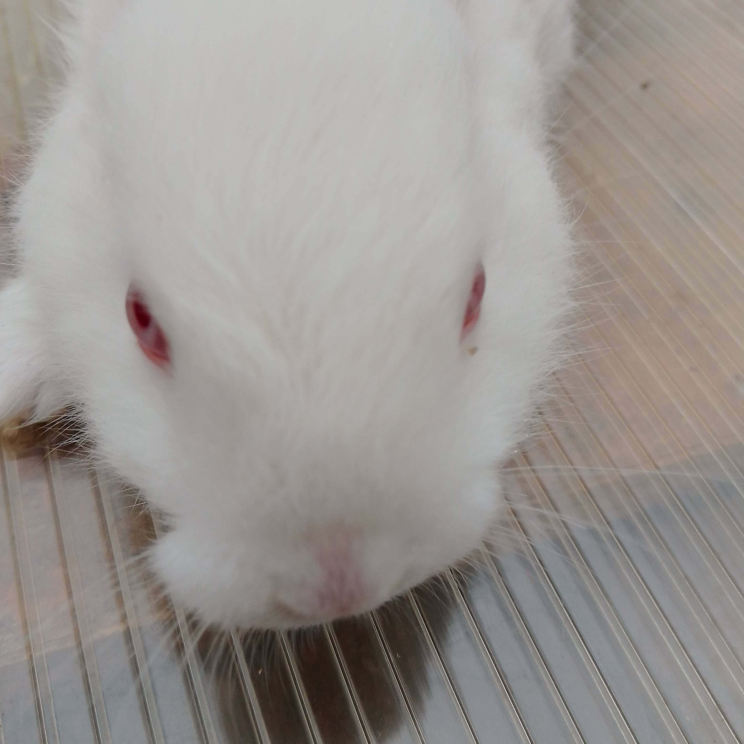 allrabbits