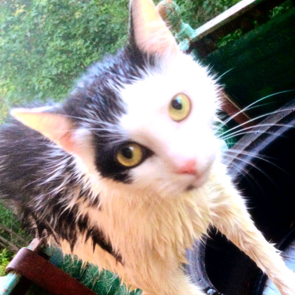 КотАбармот