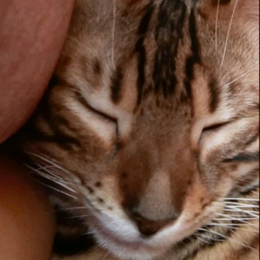Котик Каспер