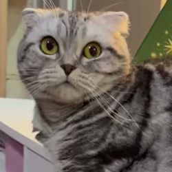 Анатолий
