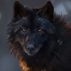 wolf 🐺