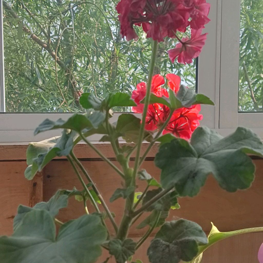 Роман