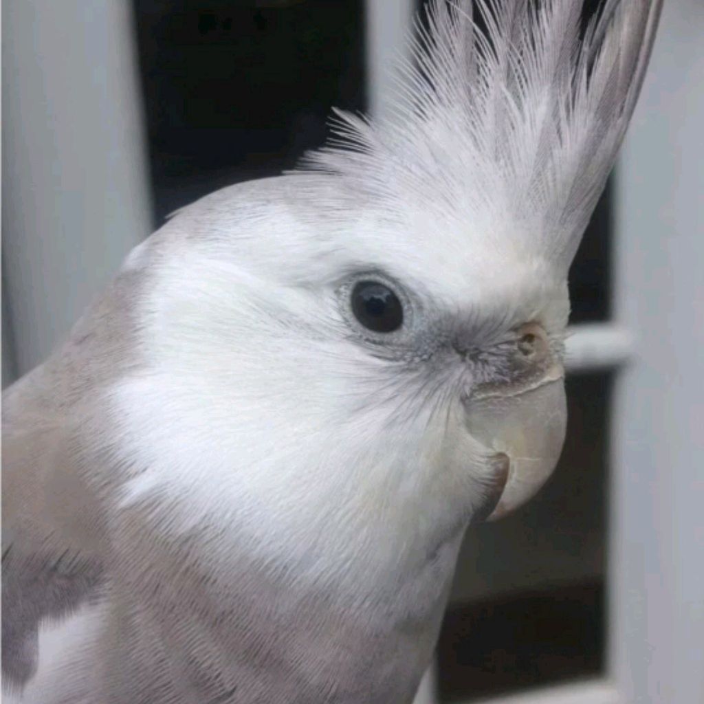 Феля