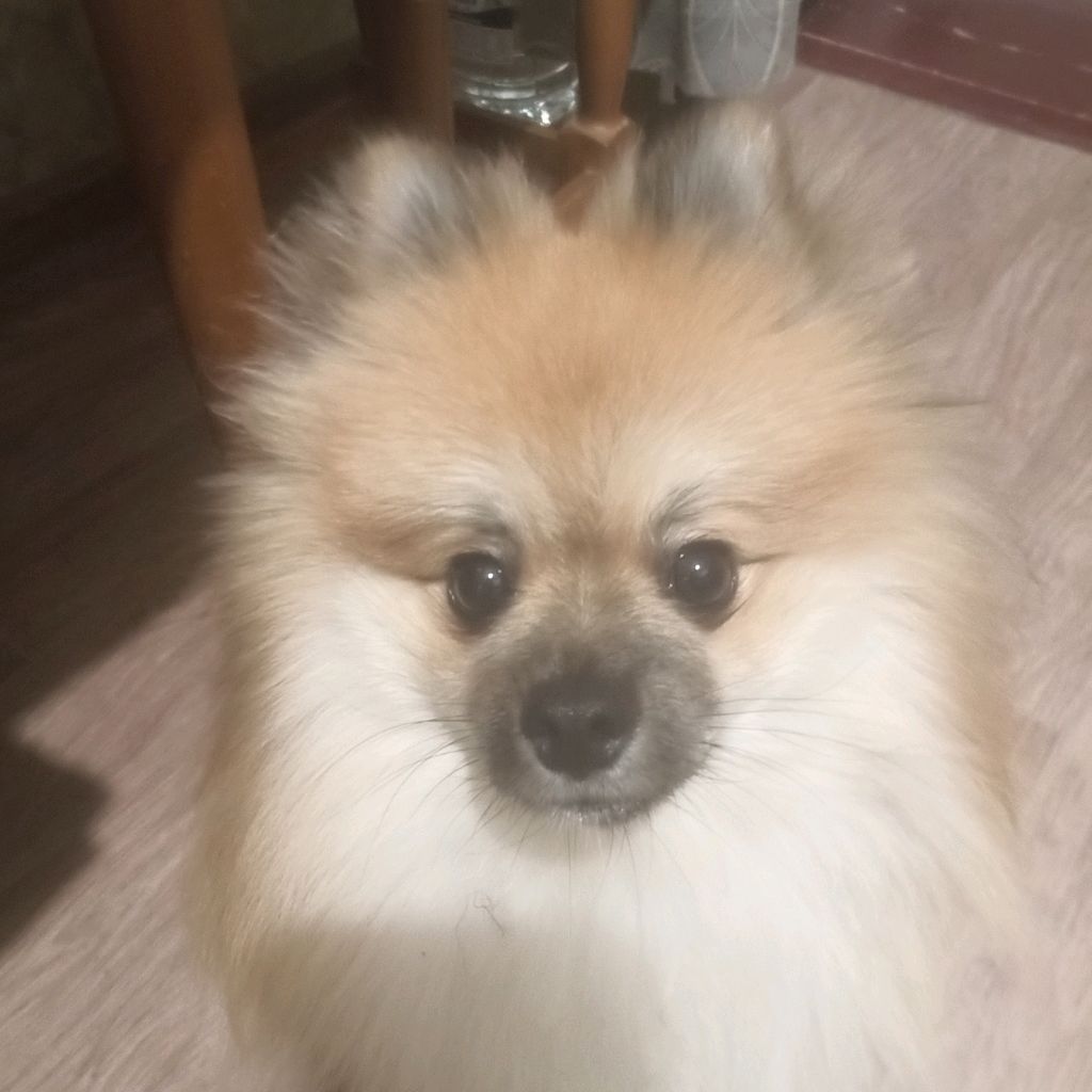 Дед