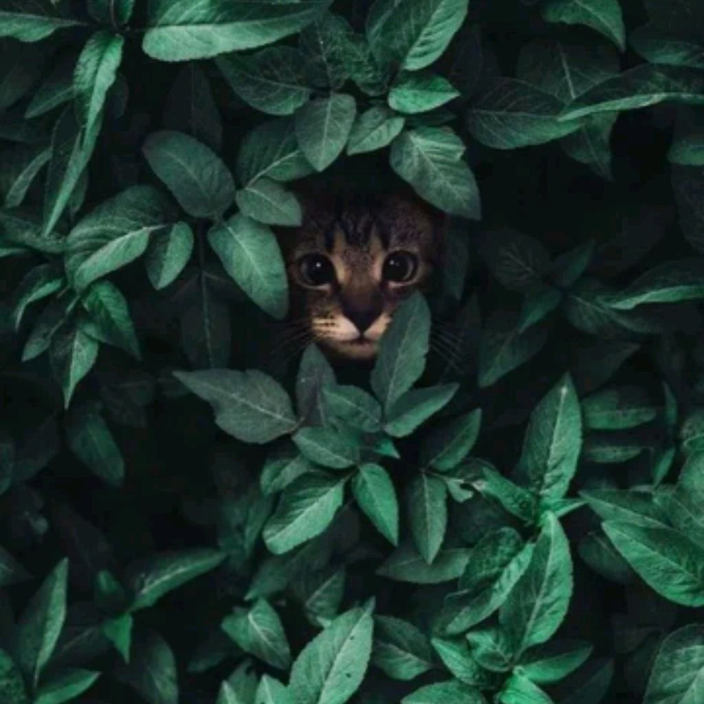 Кошка_Саша