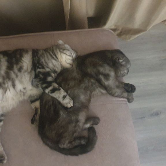 😁КОТЫ В ДЕЛЕ😁