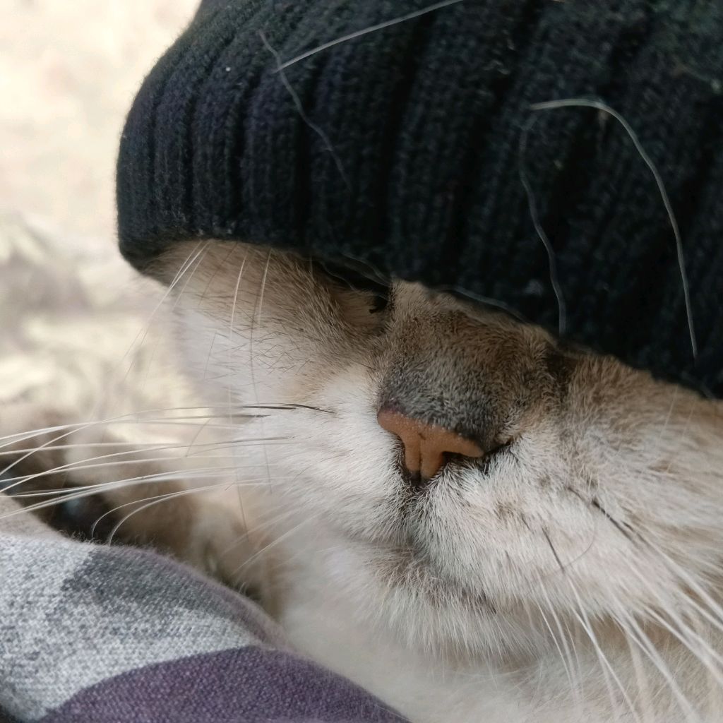 птичье молоко ❤❤😡