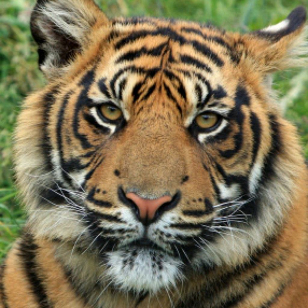 Тиграша 🐅