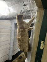 Севский