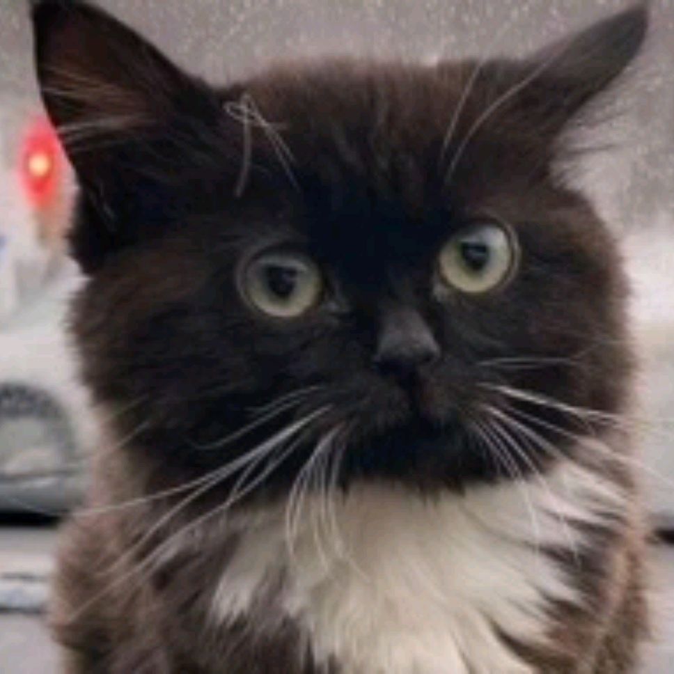 Cat_lol