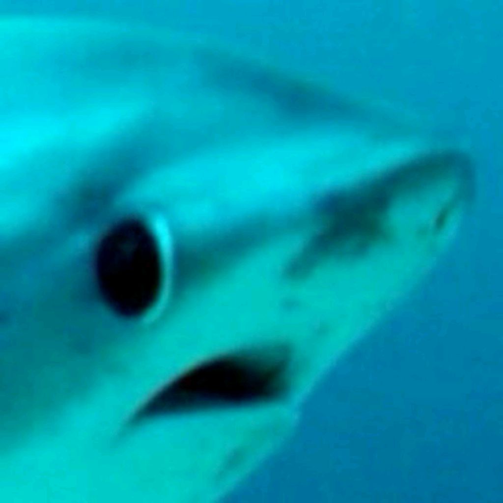 ^Shark^