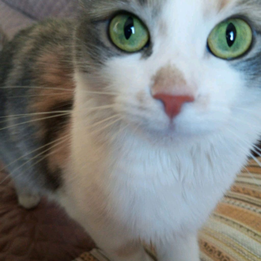 Котики Вперёд