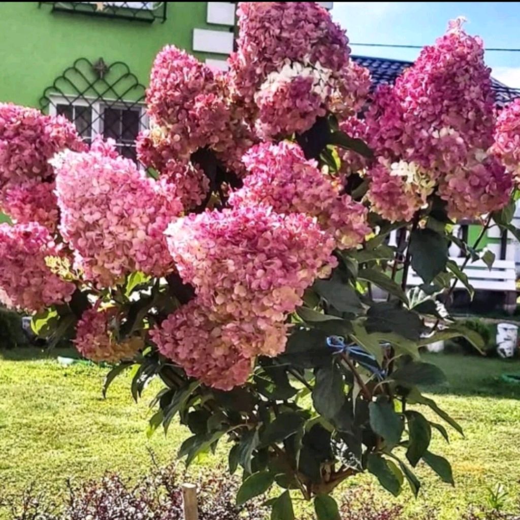 наташинИсерёжинСАД
