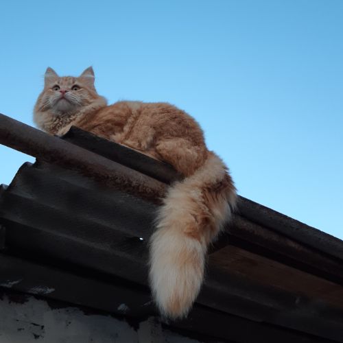 tabbycat