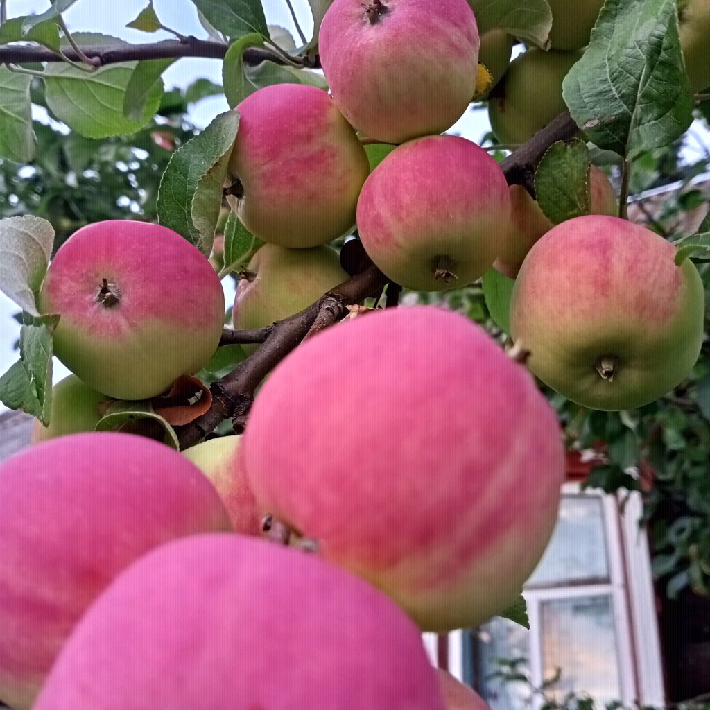 Катюша