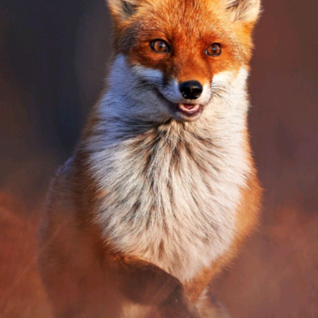 АРСЕНИЙ ЖГЁТ