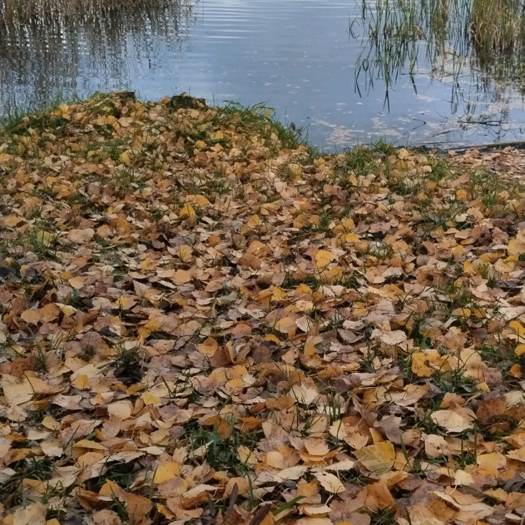 Рутубчики