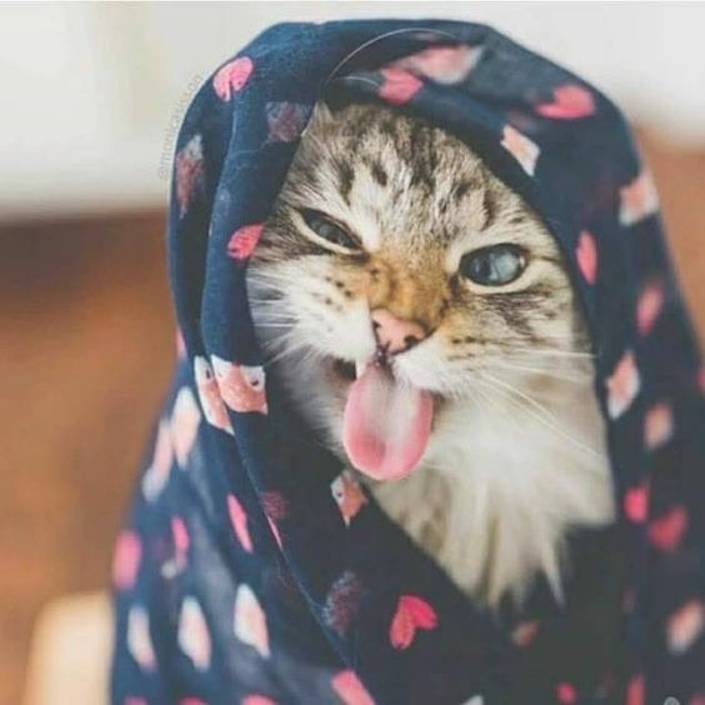 котярчик