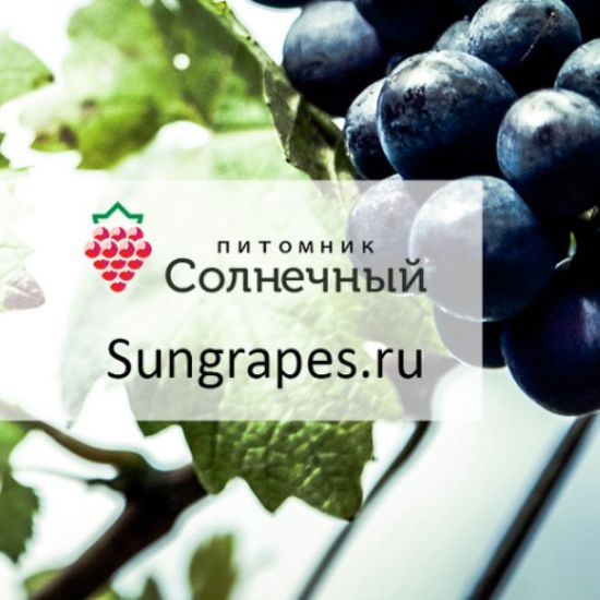 Питомник "Солнечный" Ульяновск