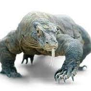 Varan Varan