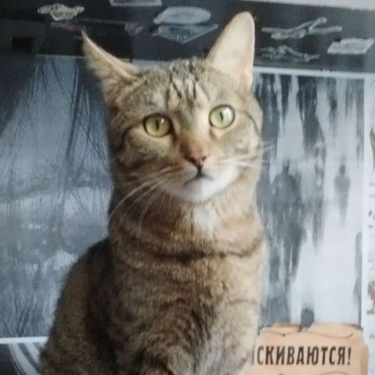 Макс