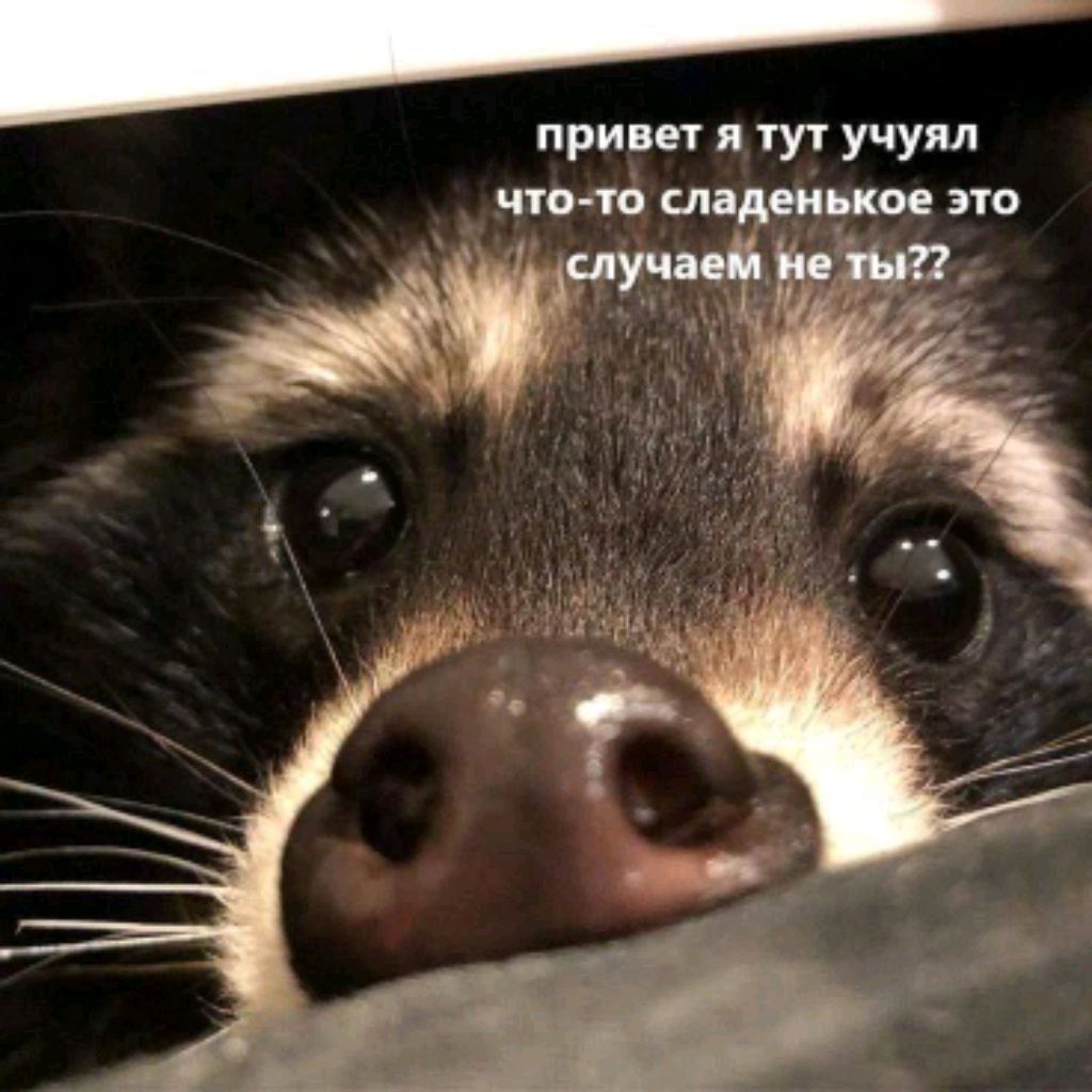 Мёртвый_Енот