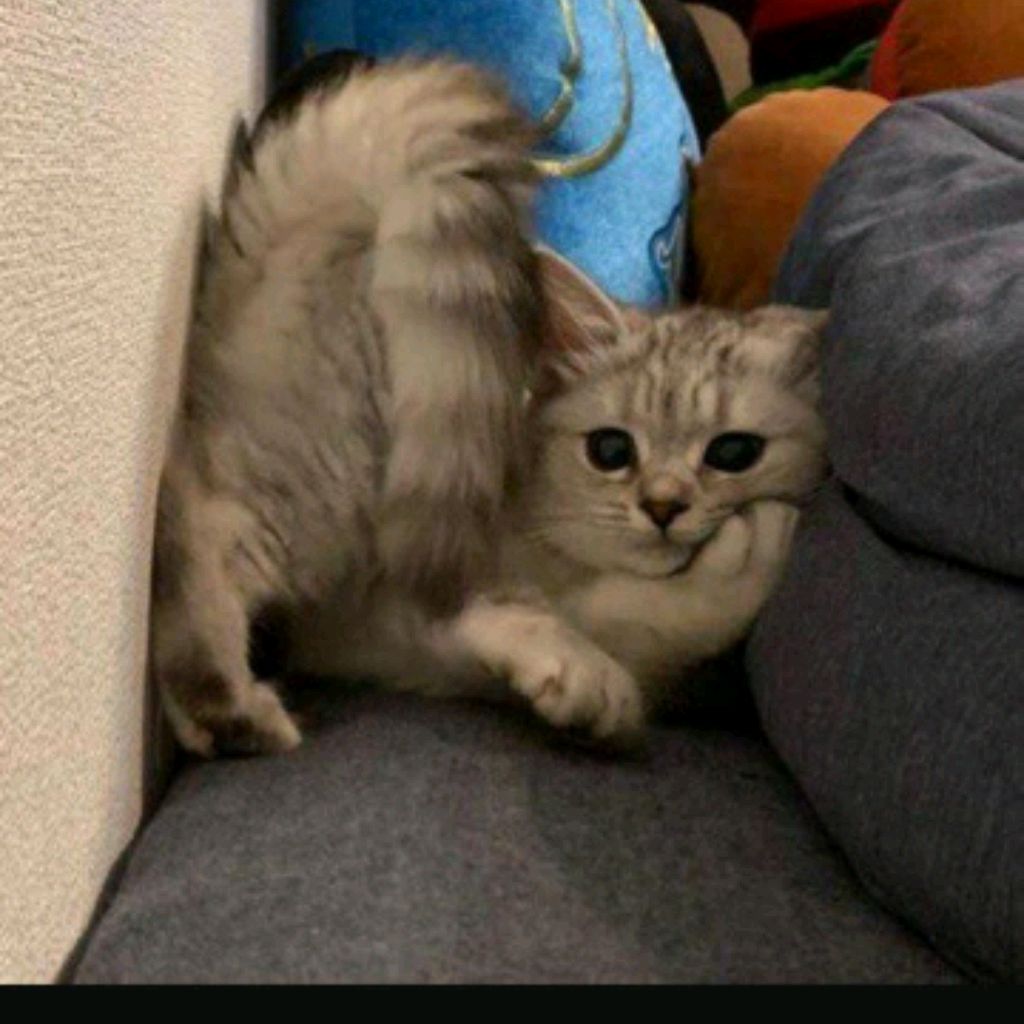 Cat🇷🇺🐱🍄🌸🍇
