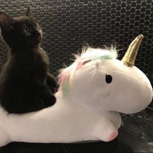 Котёнок Плей