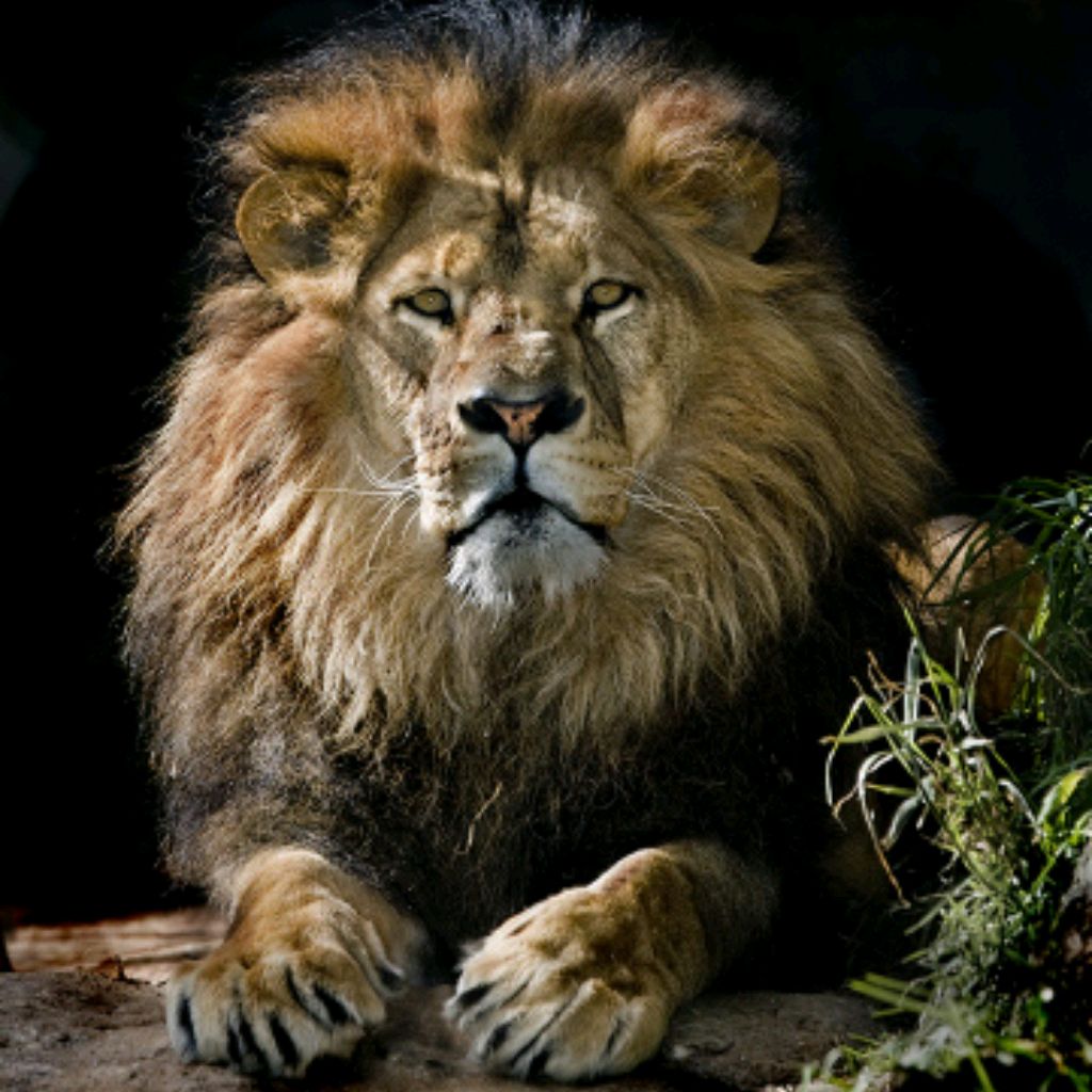 Djon Konor