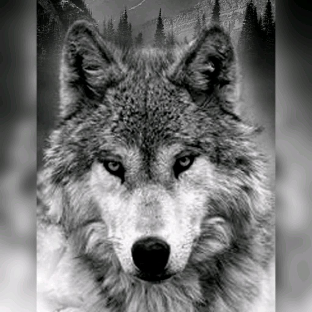 polarwolf888