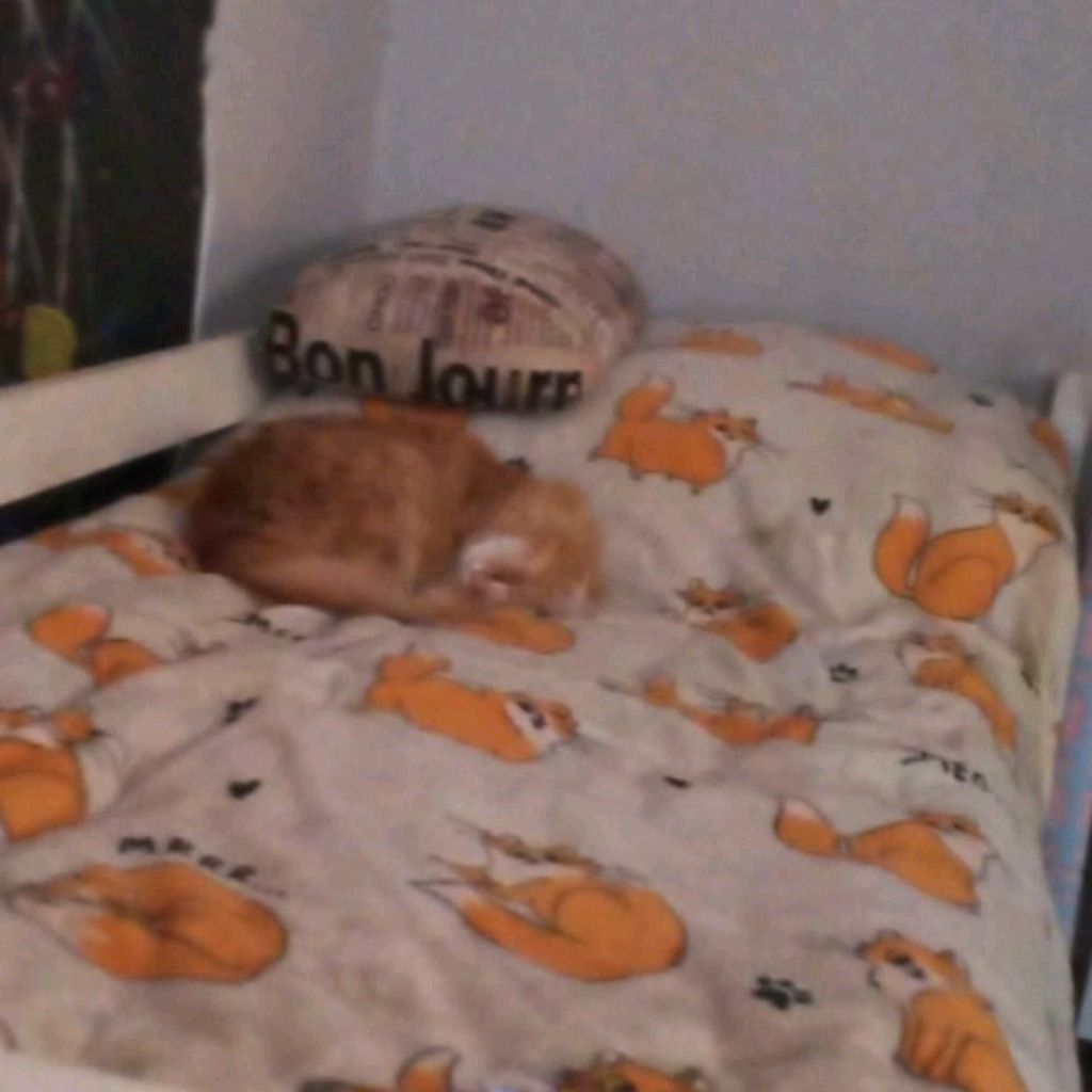 Рыжий Кот