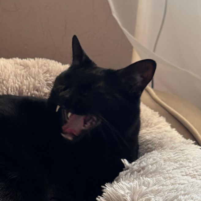 Кошачий Туалет