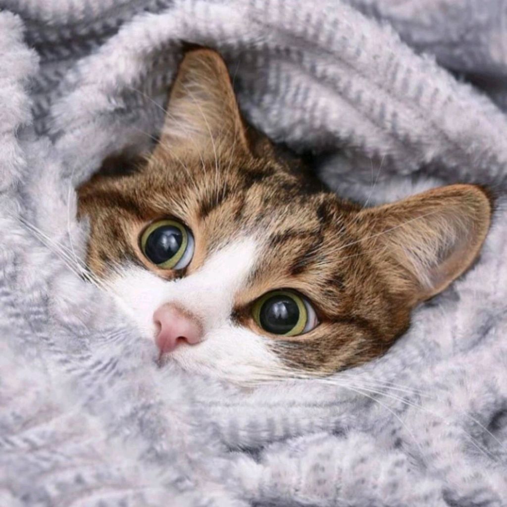 Кошечка милая, попугайчик к Роби и Ульяна ❤️