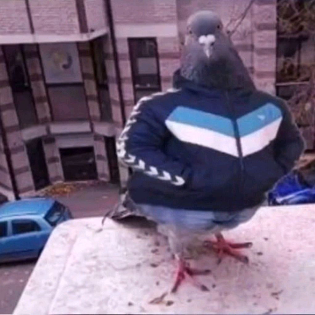 Pigeon
