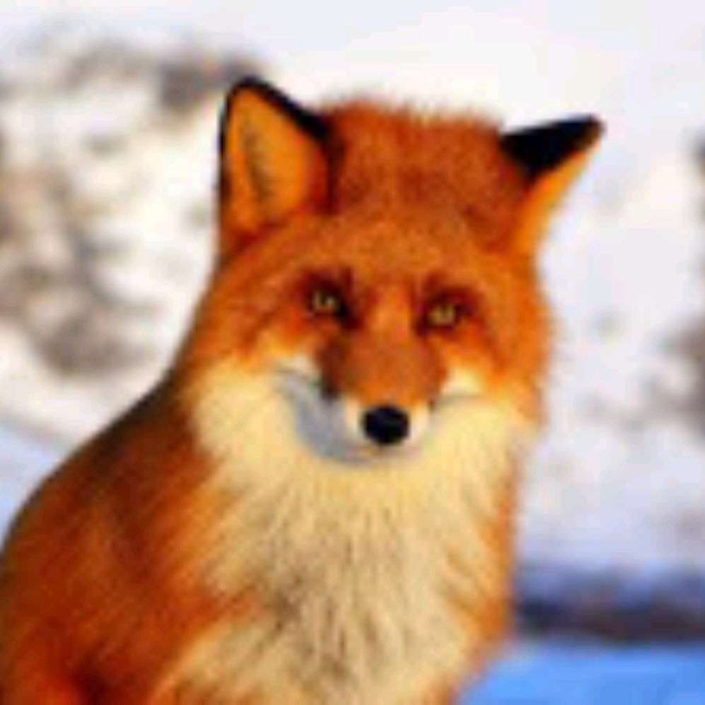 Fox книга plays