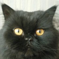 Котучёный