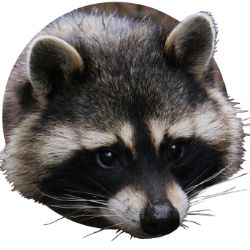 Енот добрый